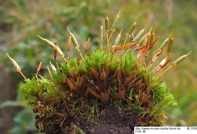 Habitus | Foto von Dr. Oliver Dürhammer