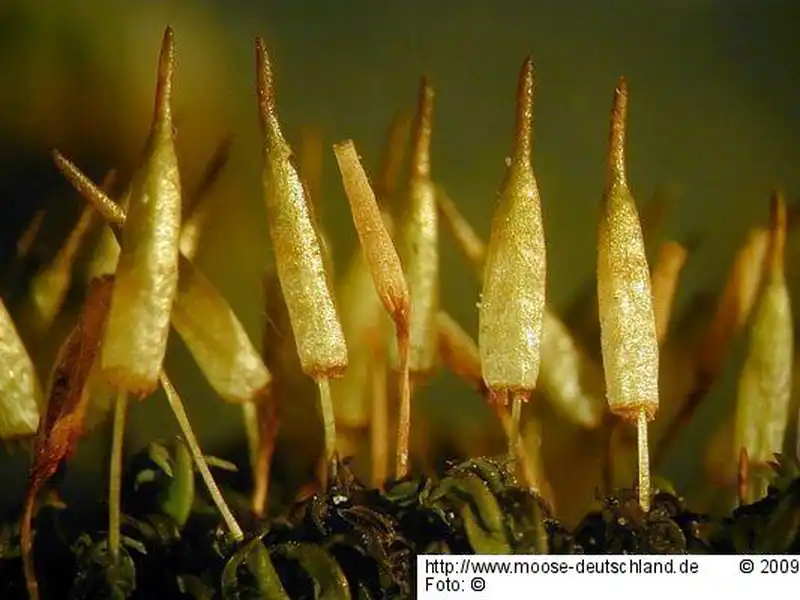 Fotografie Encalypta microstoma Bals.-Criv. & De Not.