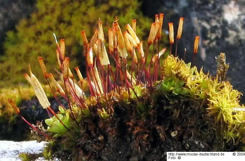 Habitus | Foto von Dr. Oliver Dürhammer