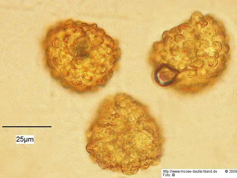 Sporen | Foto von Dr. Michael Schön