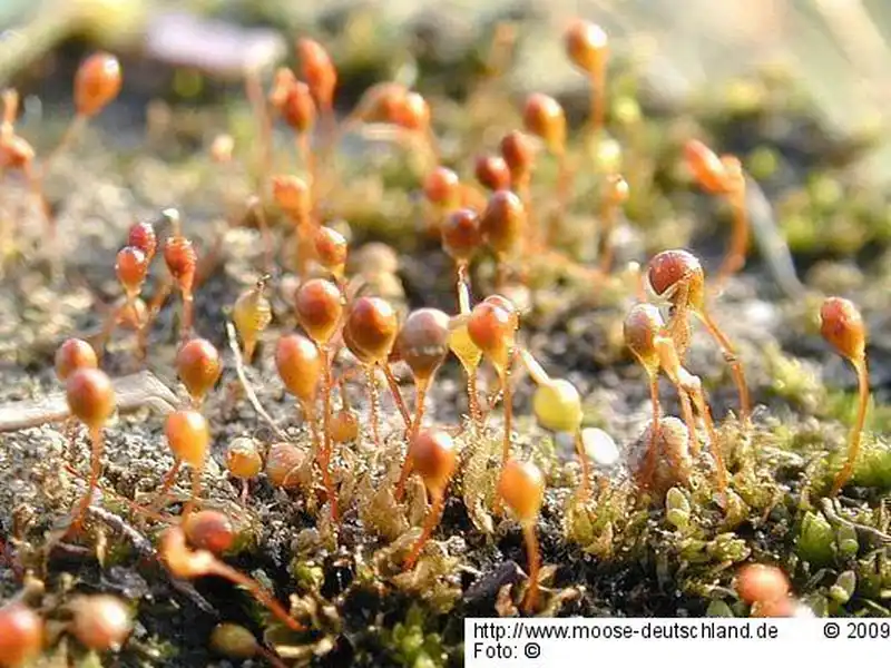 Fotografie Entosthodon obtusus (Hedw.) Lindb.