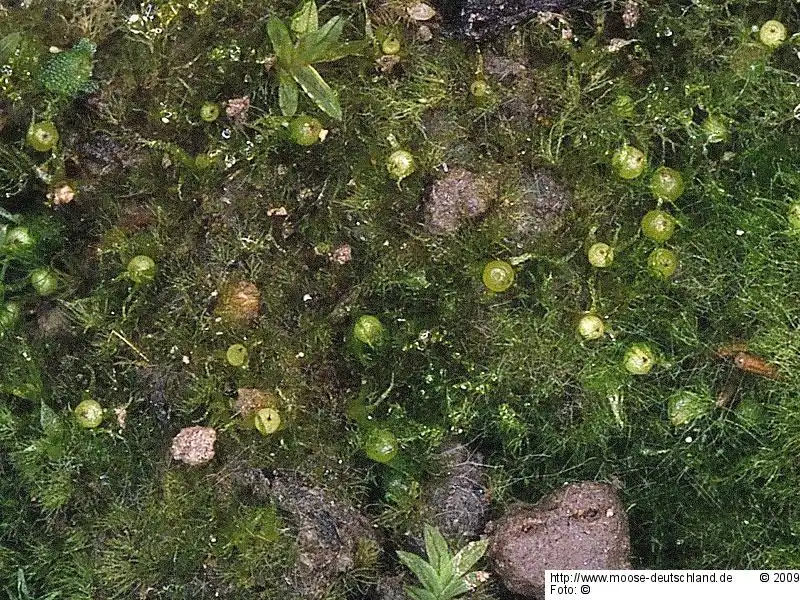 Fotografie Ephemerum spinulosum Bruch & Schimp.