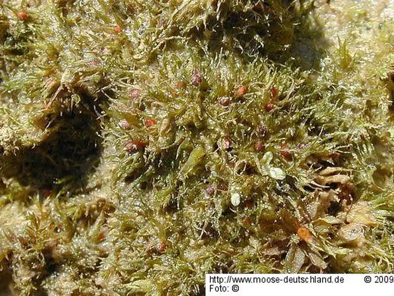 Fotografie Ephemerum minutissimum Lindb.
