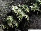 Fissidens rivularis (Spruce) Schimp.