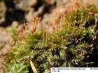 Fissidens bryoides Hedw.