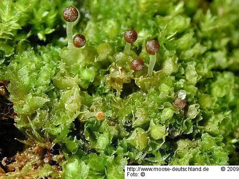 Habitus | Foto von Michael Lüth