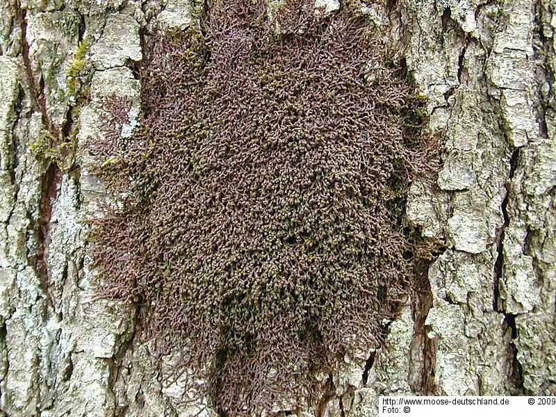 Gametophyt | Foto von Wolfgang von Brackel