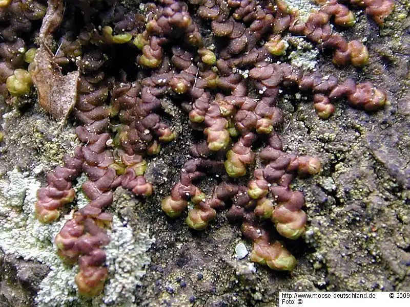 Gametophyt | Foto von Wolfgang von Brackel