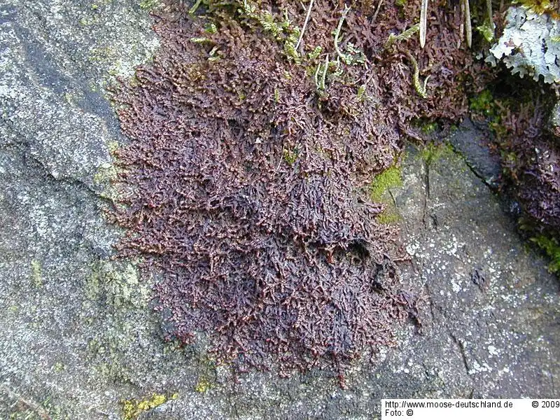 Gametophyt | Foto von Wolfgang von Brackel