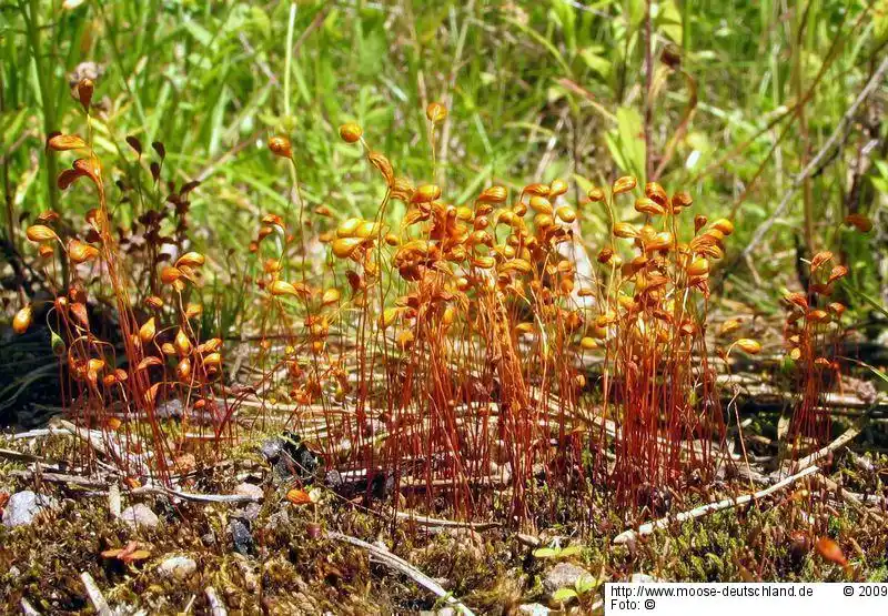 Habitus | Foto von Dr. Oliver Dürhammer