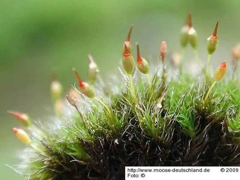 Sporophyt | Foto von Michael Lüth