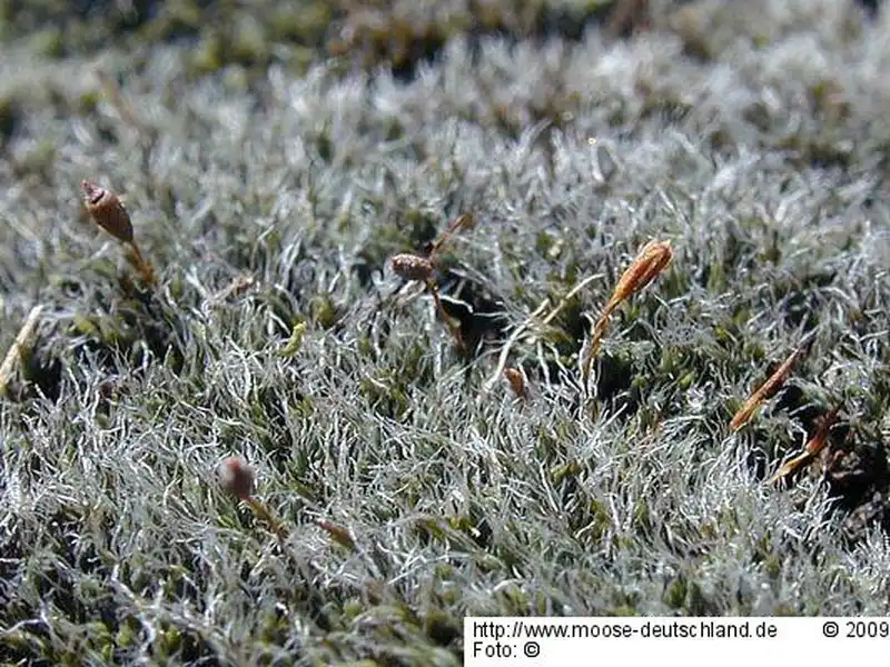 Habitus | Foto von Michael Lüth