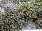 Grimmia lisae De Not.