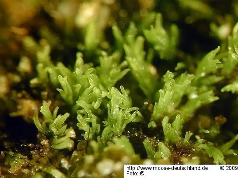Gametophyt | Foto von Michael Lüth