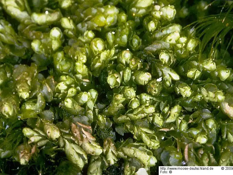 Fotografie Harpanthus scutatus (F.Weber & D.Mohr) Spruce