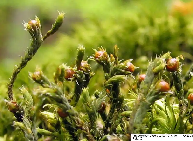 Fotografie Hedwigia ciliata (Hedw.) P.Beauv. var. ciliata