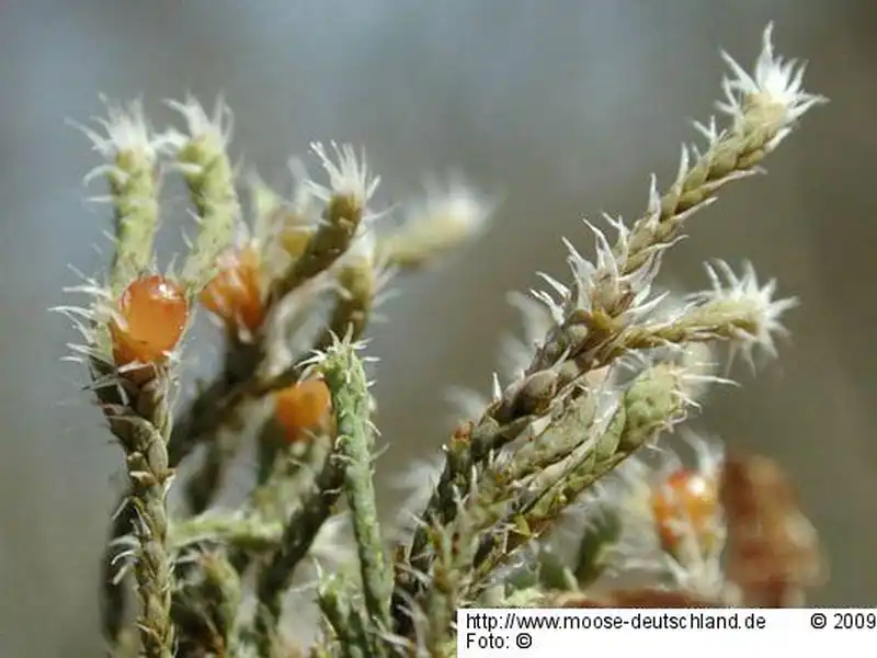 Fotografie Hedwigia stellata Hedenäs