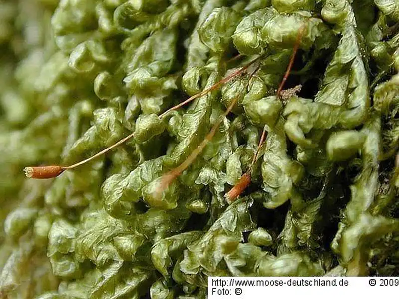 Fotografie Homalia trichomanoides (Hedw.) Brid.