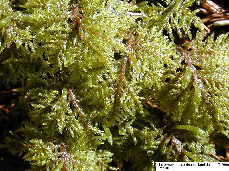 Gametophyt | Foto von Wolfgang von Brackel