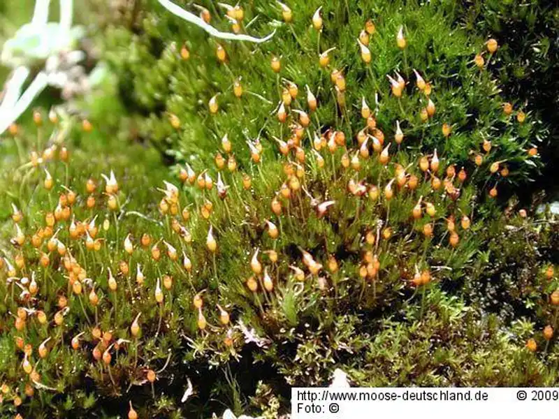 Fotografie Hymenostylium recurvirostrum (Hedw.) Dixon