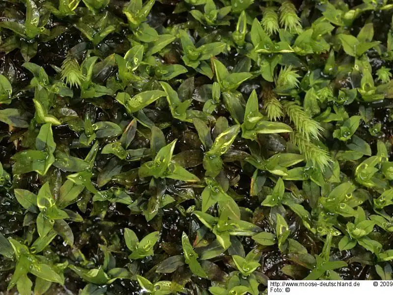 Fotografie Hyophila involuta (Hook.) A.Jaeger