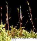 Hypnum cupressiforme var. mammillatum Brid.