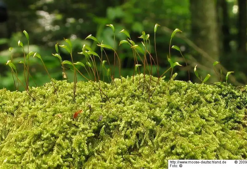 Habitus | Foto von Dr. Oliver Dürhammer