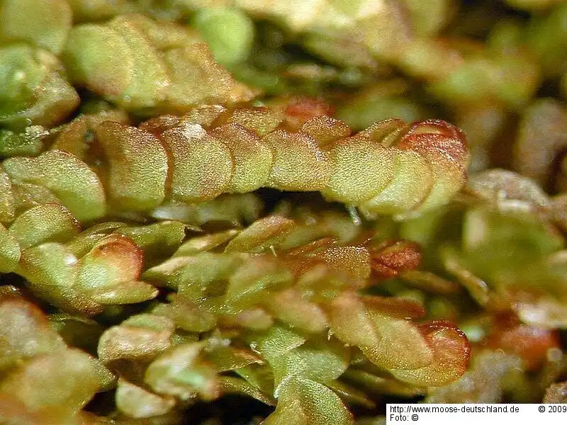 Gametophyt | Foto von Michael Lüth