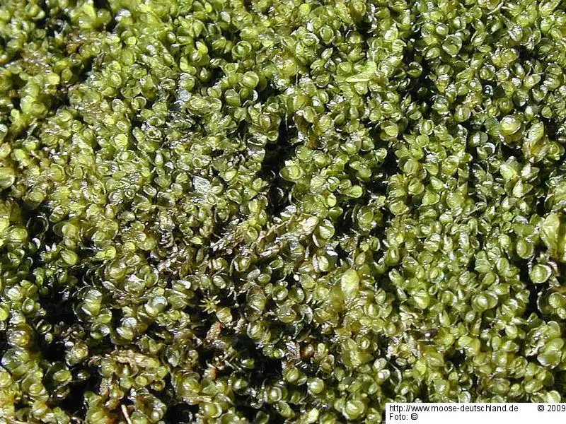 Gametophyt | Foto von Michael Lüth