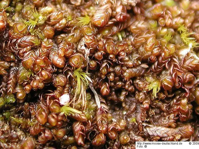 Gametophyt | Foto von Michael Lüth