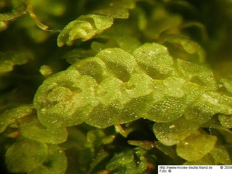 Gametophyt | Foto von Michael Lüth