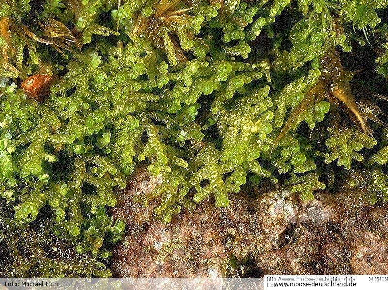 Verbreitung Lepidozia cupressina (Sw.) Lindenb. Moose Verbreitung