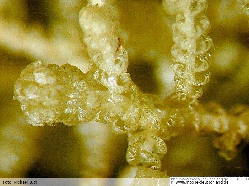 Verbreitung Lepidozia cupressina (Sw.) Lindenb. Moose Verbreitung