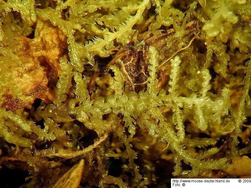 Gametophyt | Foto von Michael Lüth