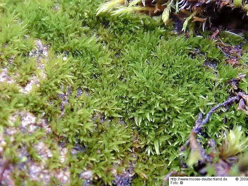 Gametophyt | Foto von Michael Lüth