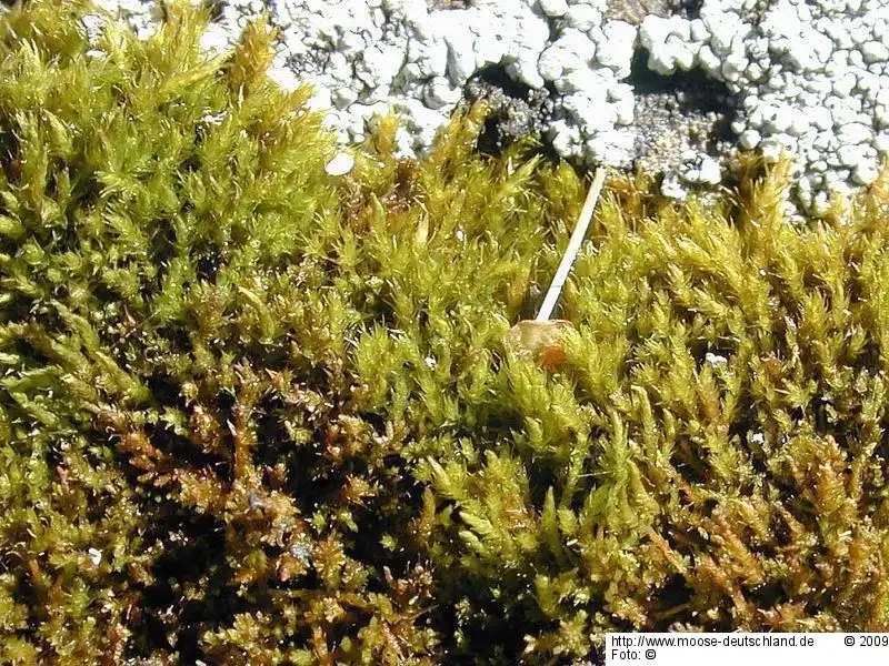 Gametophyt | Foto von Michael Lüth