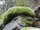 Leucobryum glaucum (Hedw.) Ångstr.