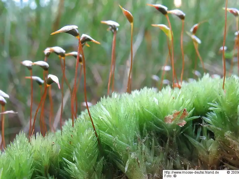 Habitus | Foto von Dr. Oliver Dürhammer
