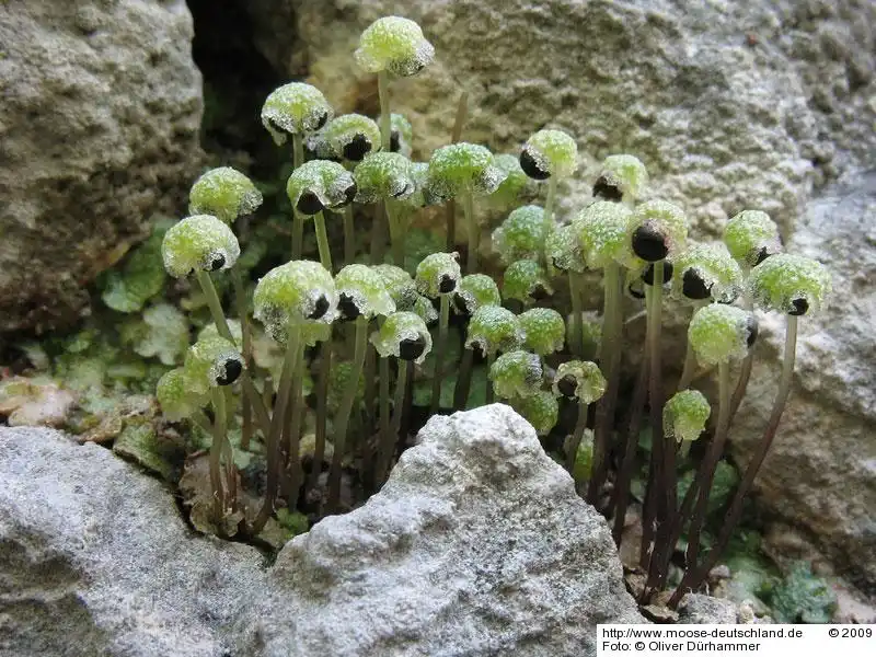 Habitus | Foto von Dr. Oliver Dürhammer
