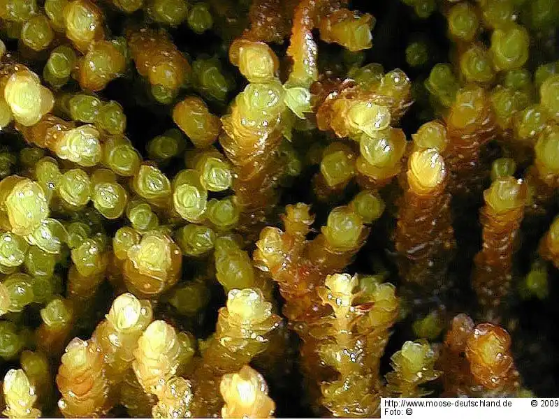 Gametophyt | Foto von Michael Lüth