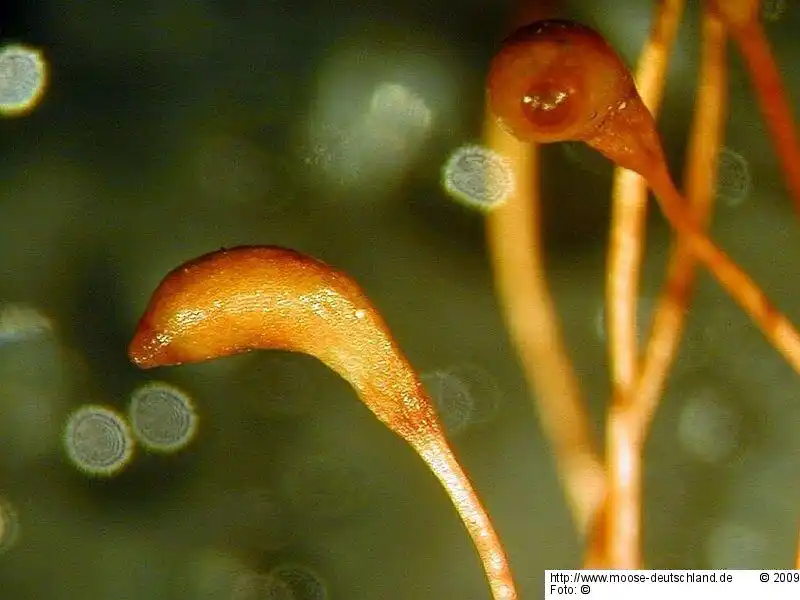 Sporophyt | Foto von Michael Lüth