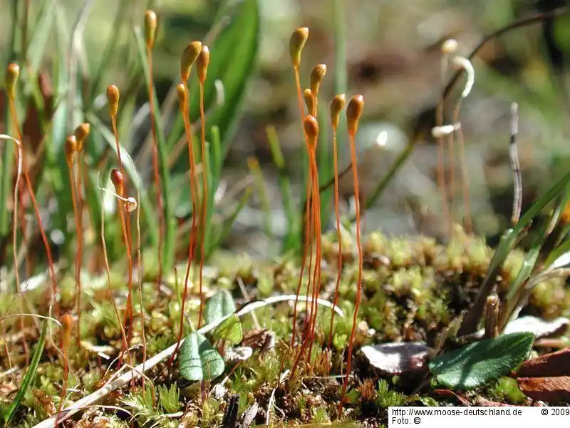 Habitus | Foto von Michael Lüth