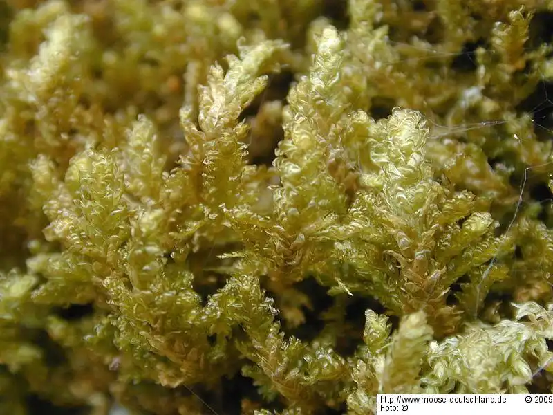 Fotografie Metaneckera menziesii (Drumm.) Steere