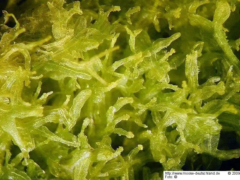 Fotografie Metzgeria fruticulosa nom. illeg.