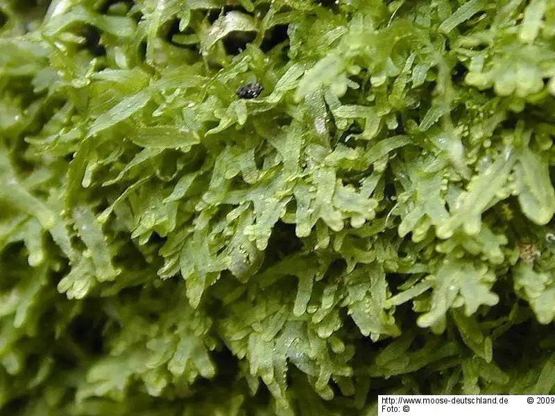 Fotografie Metzgeria furcata (L.) Corda