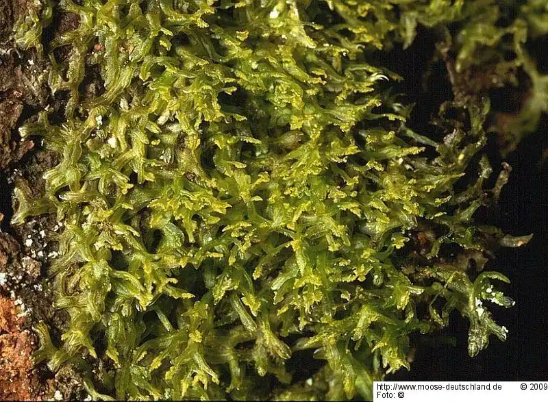 Fotografie Metzgeria temperata Kuwah.