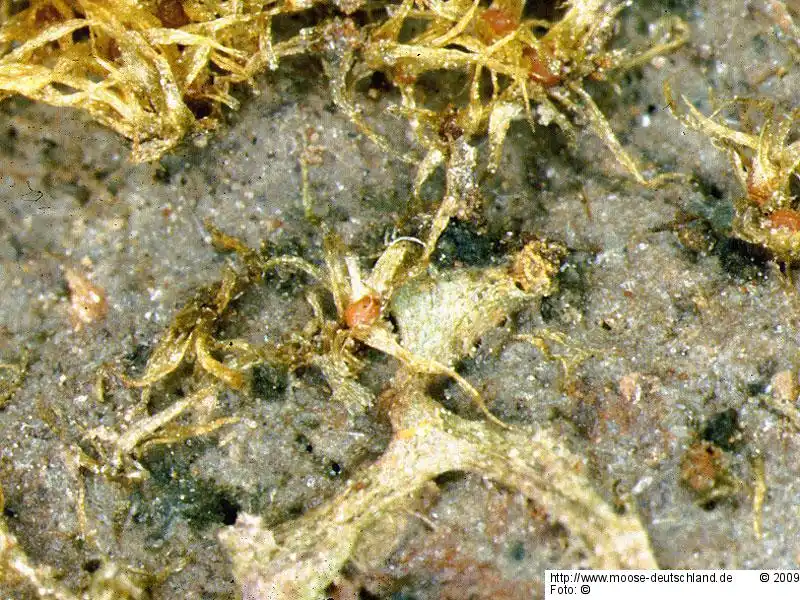Fotografie Micromitrium tenerum (Bruch & Schimp.) Crosby