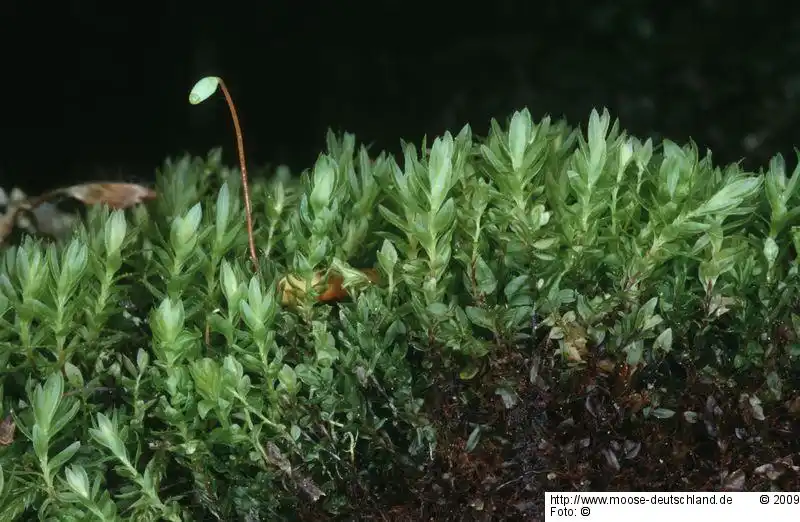 Habitus | Foto von Dr. Oliver Dürhammer