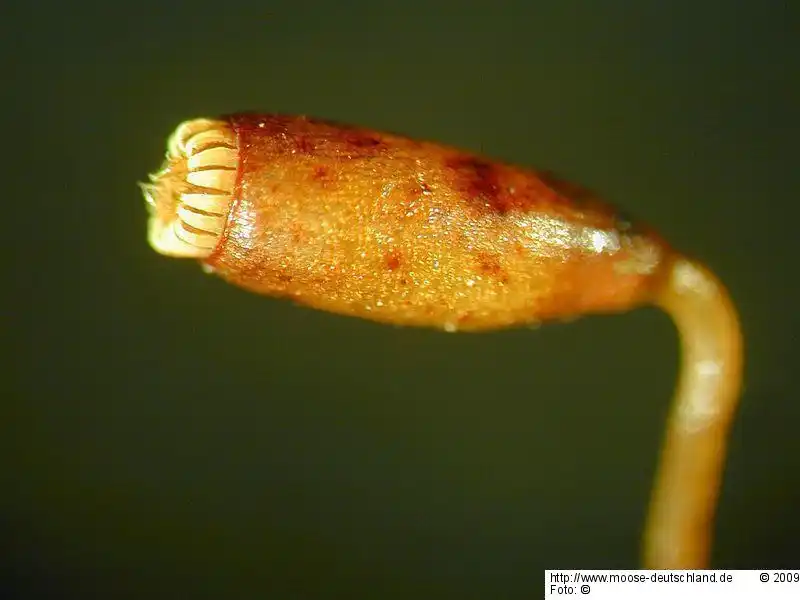 Sporophyt | Foto von Fotograf 14418