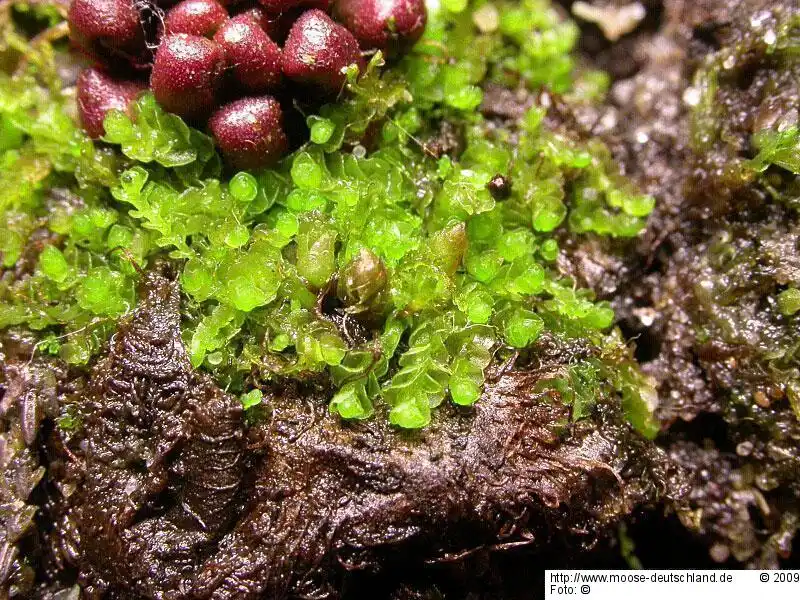 Habitus | Foto von Dr. Monika Koperski